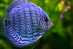 Blue Discuss