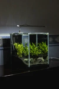 Tiny Fish Tank