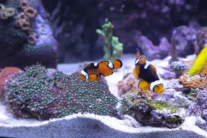 Marine Aquarium