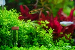 CO2 Injection in Aquarium