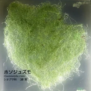 Chaetomorpha