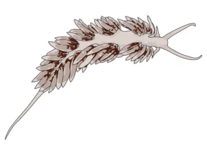 Berghia Nudibranch
