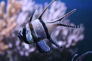 Banggai Cardinal