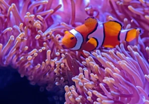 Clownfish