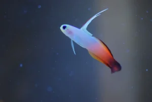Firefish