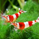 Freshwater Shrimp
