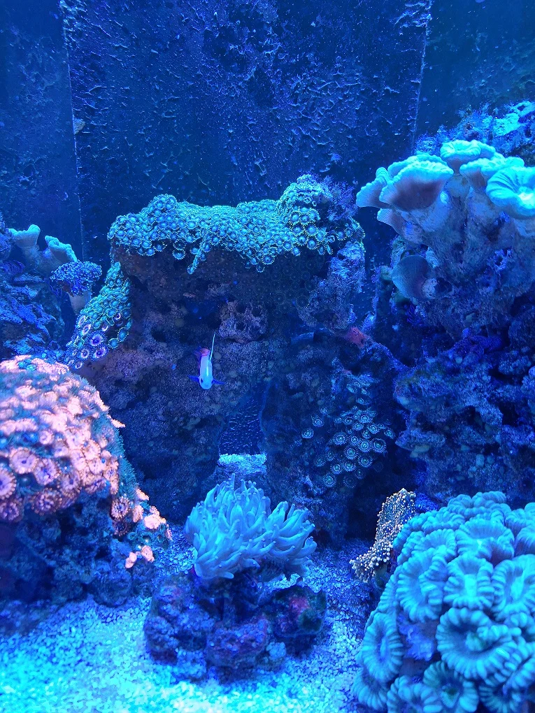 Marine Tank Photo - Ordinary