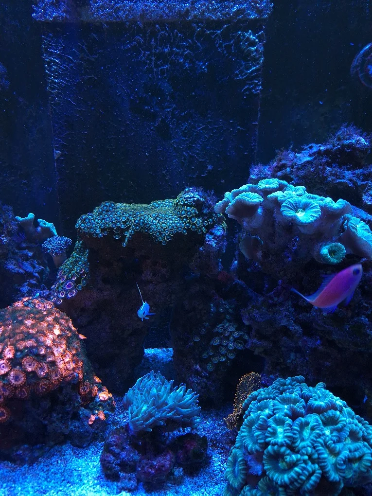Marine Tank Photo - White Balance Adjusted