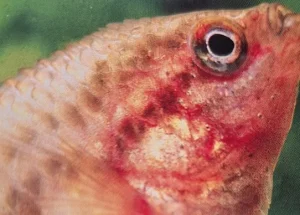 Fish With Dropsy