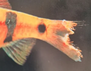 Fish With Fin Rot