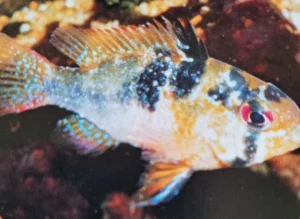 Fish With Whitespot