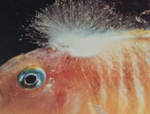 Fungus on Fish