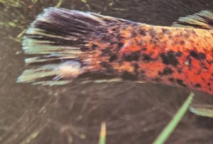 Lice on Fish